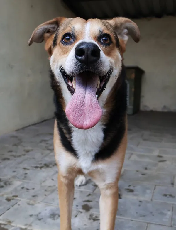 Znaleziono psa, Łódź, 22 lipca 2025 (4/5)