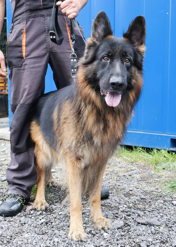 Znaleziono psa, Łódź, 21 lipca 2025 (2/5)