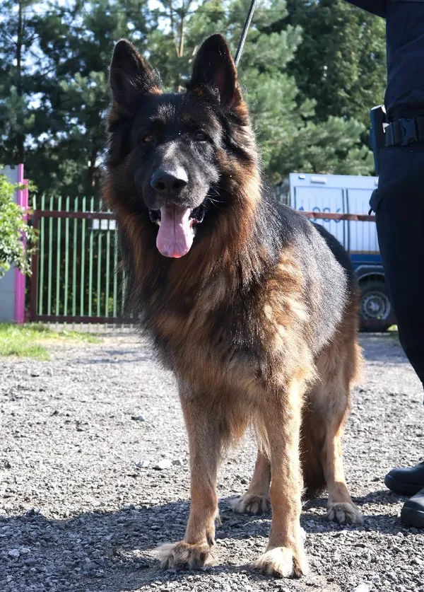 Znaleziono psa, Łódź, 21 lipca 2025 (3/5)