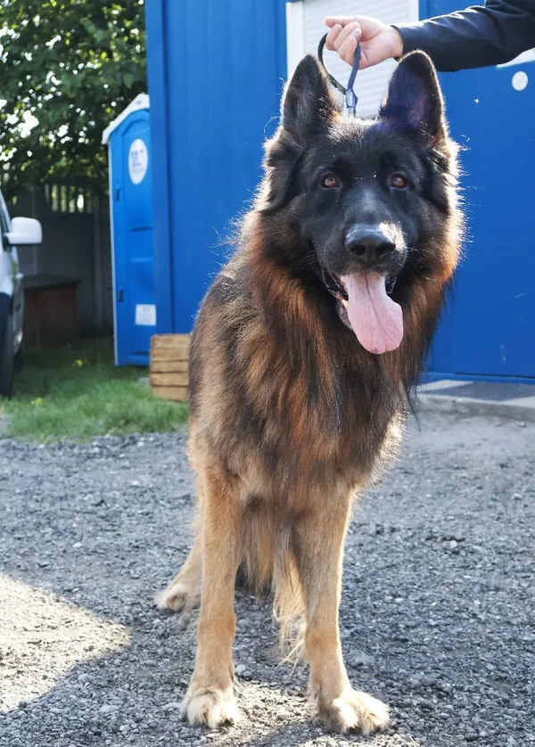 Znaleziono psa, Łódź, 21 lipca 2025 (4/5)