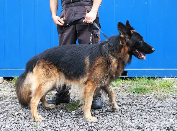 Znaleziono psa, Łódź, 21 lipca 2025 (5/5)