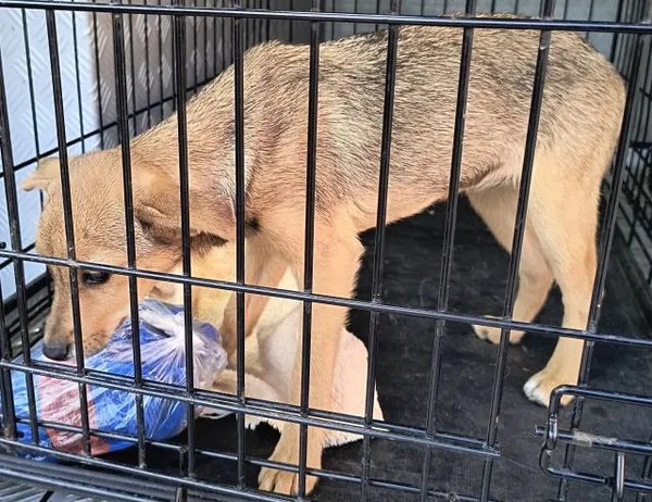 Znaleziono psa, Radom, 21 lipca 2025