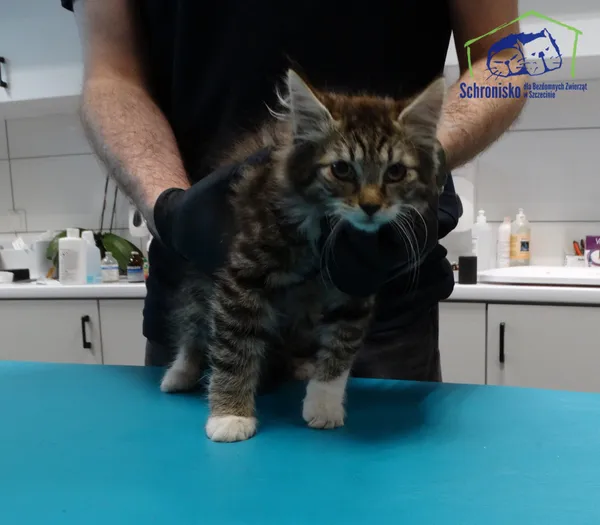 Kot do adopcji, Szczecin, 21 lipca 2025