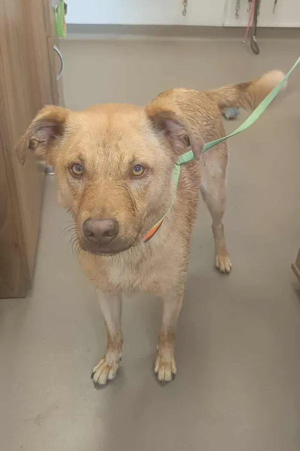 Znaleziono psa, Olsztyn, 21 lipca 2025