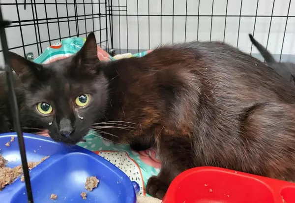 Znaleziono kota, Toruń, 21 lipca 2025