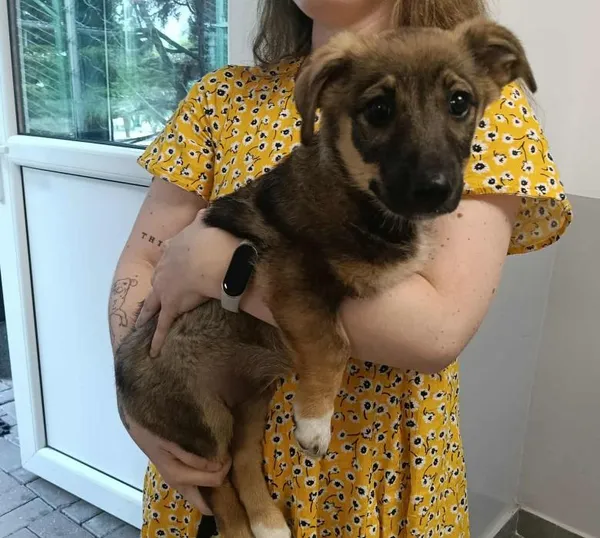 Znaleziono psa, Toruń, 20 lipca 2025