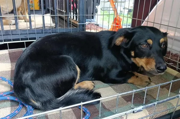 Znaleziono psa, Toruń, 20 lipca 2025