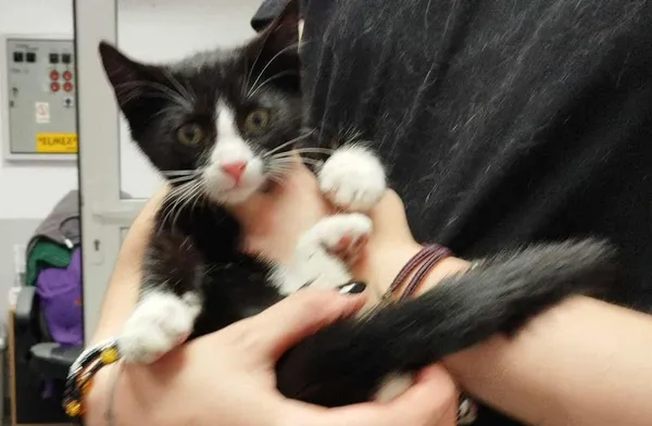 Znaleziono kota, Toruń, 20 lipca 2025