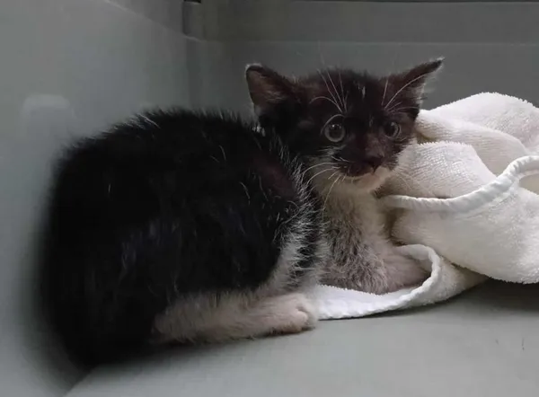 Znaleziono kota, Toruń, 29 lipca 2025