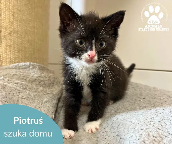 Kot do adopcji, Starogard Gdański, 15 lipca 2025