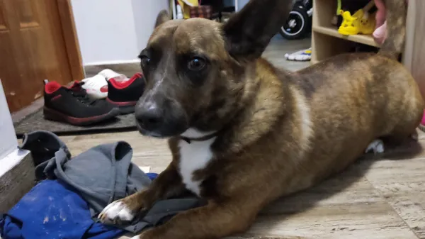 Zaginął pies, Krapkowice, Otmęt, 25 lipca 2025