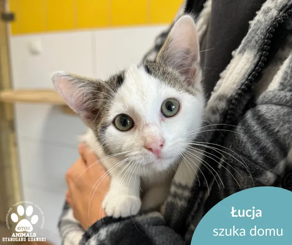 Kot do adopcji, Starogard Gdański, 8 października 2025 (2/2)