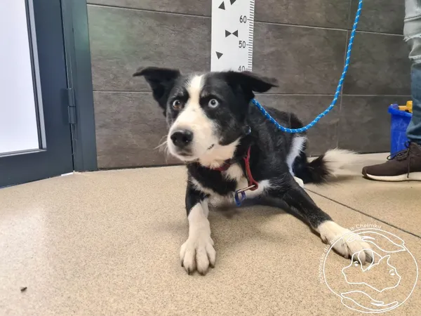 Znaleziono psa, Chełmek, 21 lipca 2025