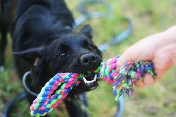 Pies do adopcji, Milanówek, 29 lipca 2025 (1/5)