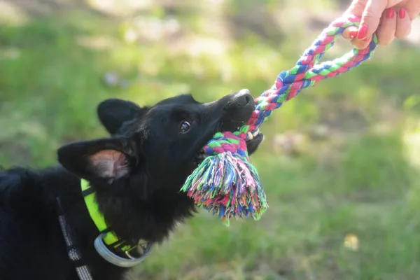 Pies do adopcji, Milanówek, 29 lipca 2025 (2/5)