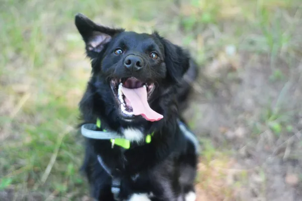 Pies do adopcji, Milanówek, 29 lipca 2025 (3/5)