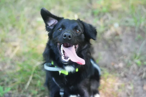 Pies do adopcji, Milanówek, 29 lipca 2025 (4/5)