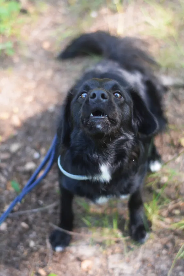 Pies do adopcji, Milanówek, 29 lipca 2025 (5/5)