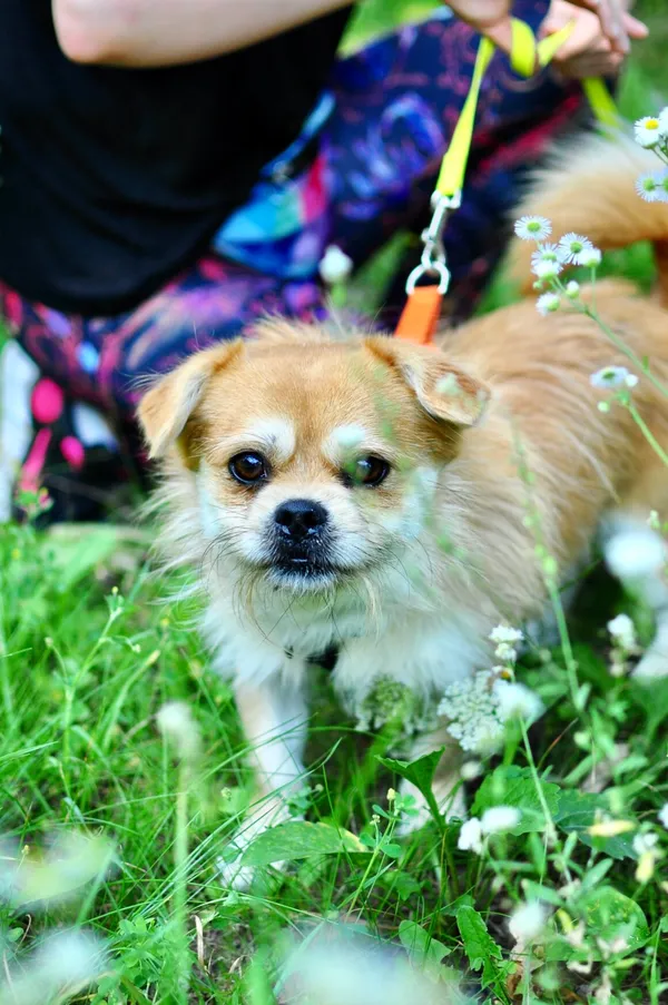 Pies do adopcji, Milanówek, 17 sierpnia 2025 (4/5)