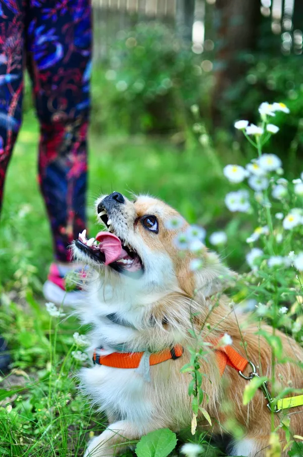 Pies do adopcji, Milanówek, 17 sierpnia 2025 (5/5)