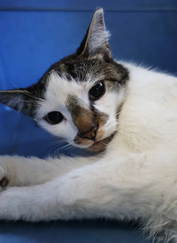 Znaleziono kota, Łódź, 24 lipca 2025 (2/2)