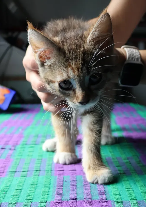 Znaleziono kota, Łódź, 23 lipca 2025 (2/3)