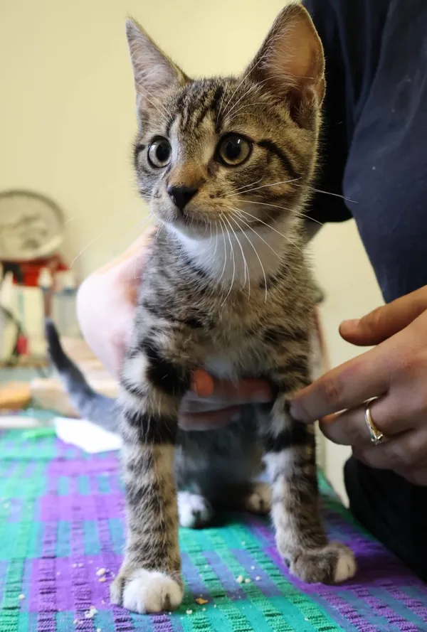 Znaleziono kota, Łódź, 23 lipca 2025 (2/2)