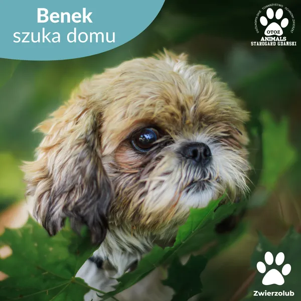 Pies do adopcji, Starogard Gdański, 23 lipca 2025 (1/3)