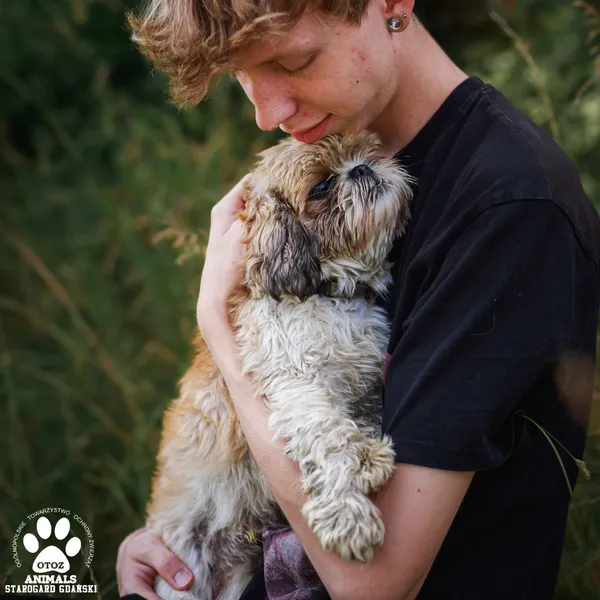 Pies do adopcji, Starogard Gdański, 23 lipca 2025 (2/3)