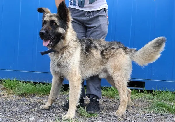 Znaleziono psa, Łódź, 23 lipca 2025 (1/3)