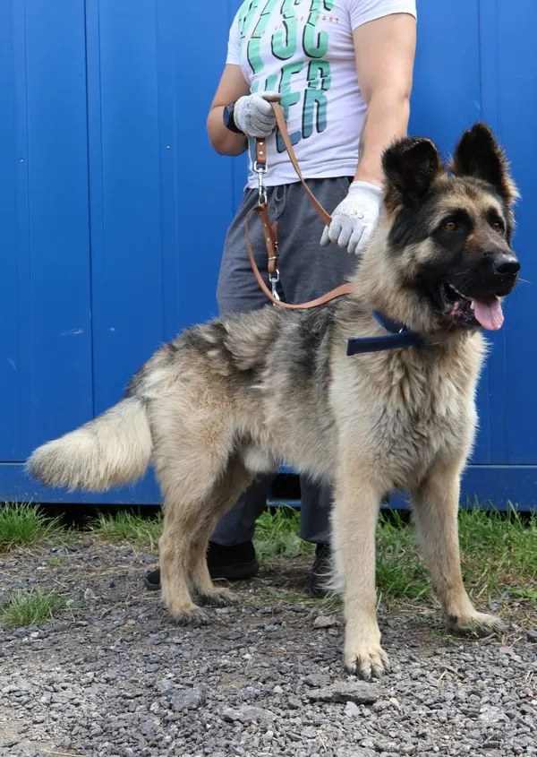 Znaleziono psa, Łódź, 23 lipca 2025 (2/3)