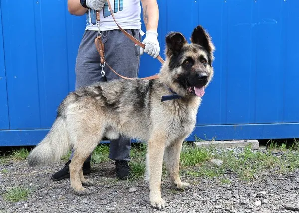 Znaleziono psa, Łódź, 23 lipca 2025 (3/3)