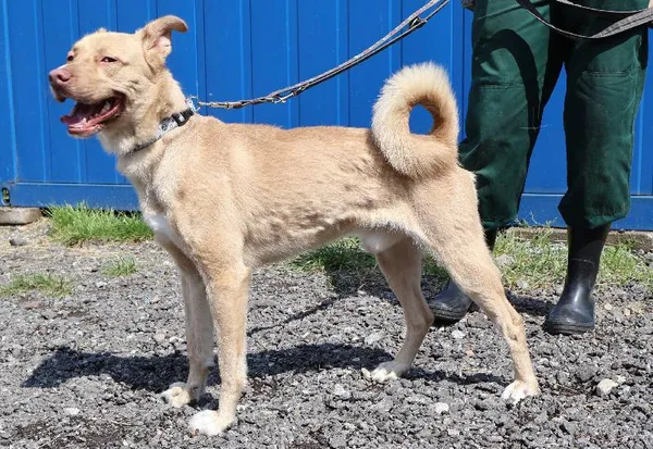 Znaleziono psa, Łódź, 23 lipca 2025 (1/5)