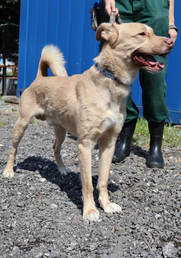 Znaleziono psa, Łódź, 23 lipca 2025 (2/5)