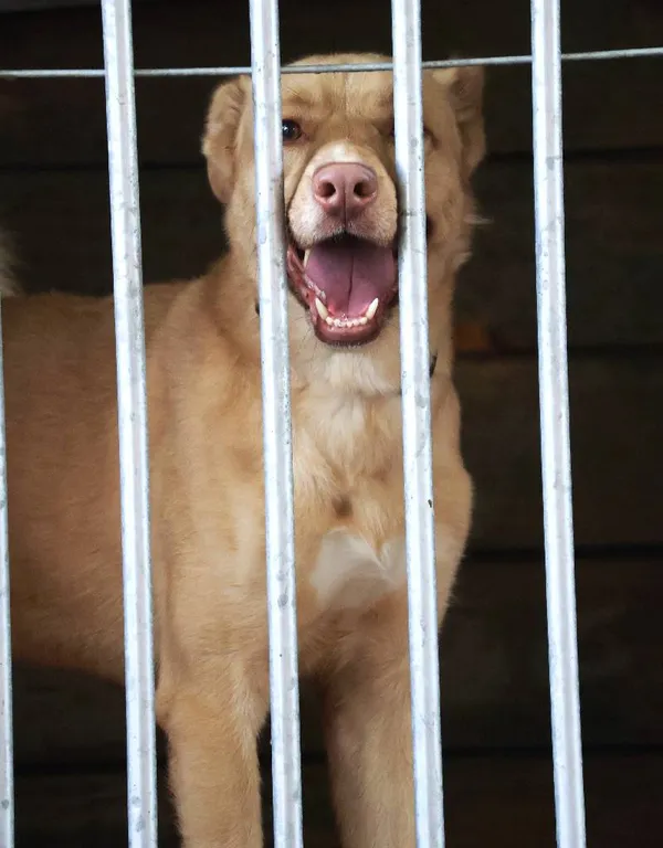 Znaleziono psa, Łódź, 23 lipca 2025 (4/5)