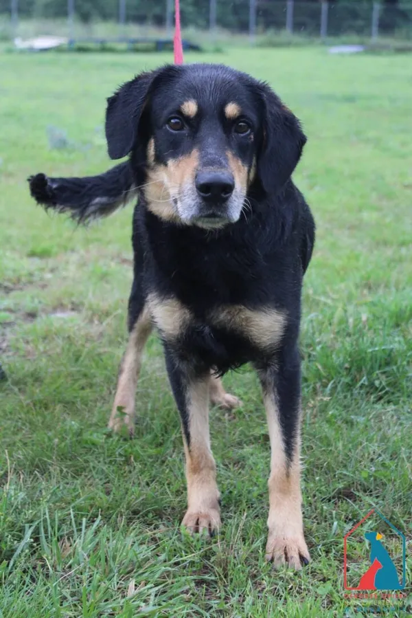 Pies do adopcji, Grudziądz, 16 lipca 2025