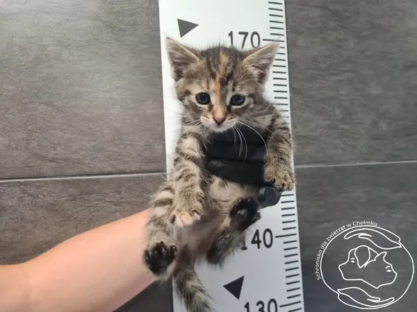 Znaleziono kota, Chełmek, 23 lipca 2025