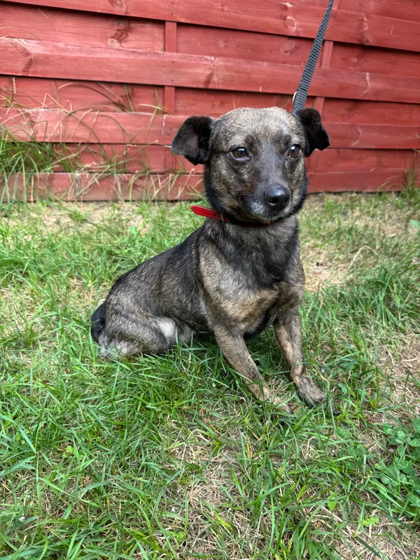 Znaleziono psa, Czartki, 23 lipca 2025