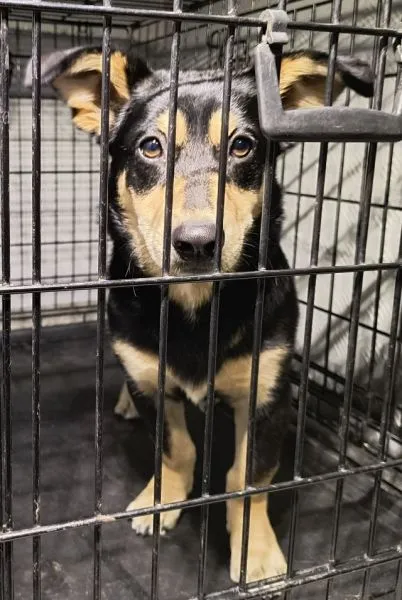 Znaleziono psa, Radom, 23 lipca 2025