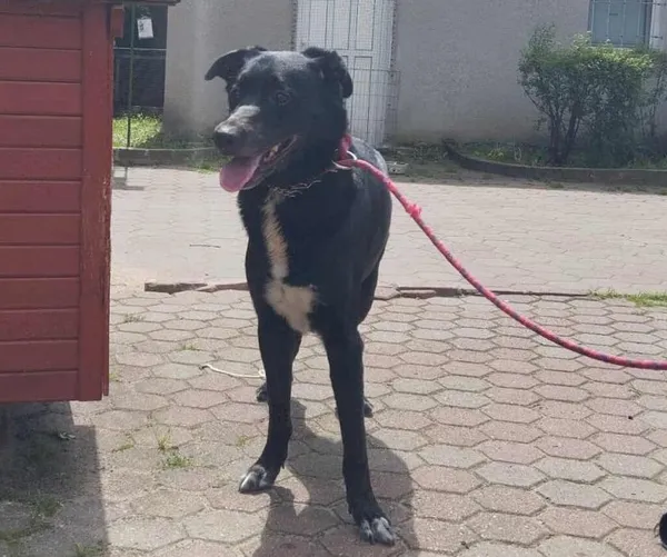 Znaleziono psa, Toruń, 22 lipca 2025