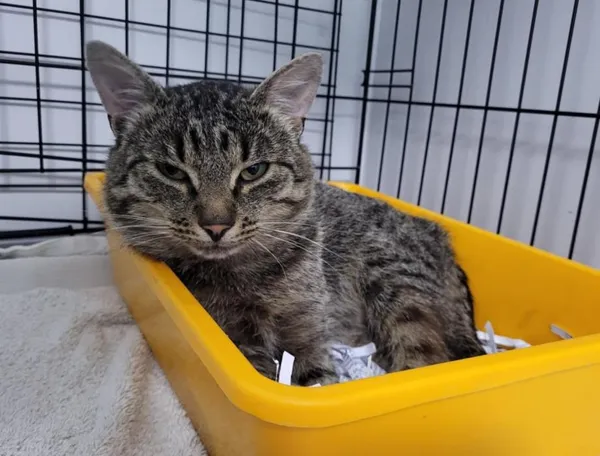 Znaleziono kota, Toruń, 22 lipca 2025