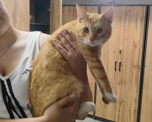 Znaleziono kota, Toruń, 21 lipca 2025