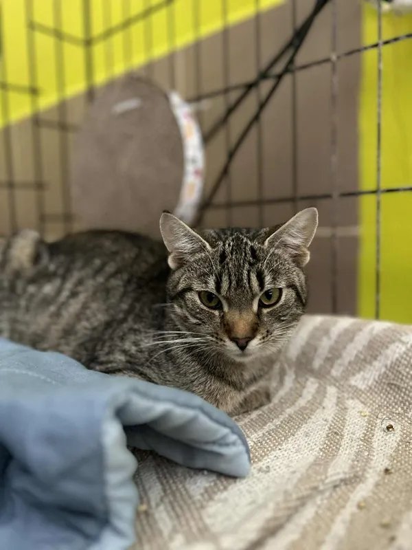 Kot do adopcji, Głowno, 27 maja 2025 (1/4)