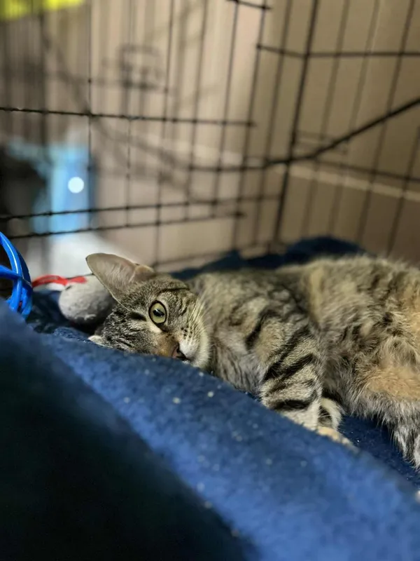 Kot do adopcji, Głowno, 27 maja 2025 (2/4)