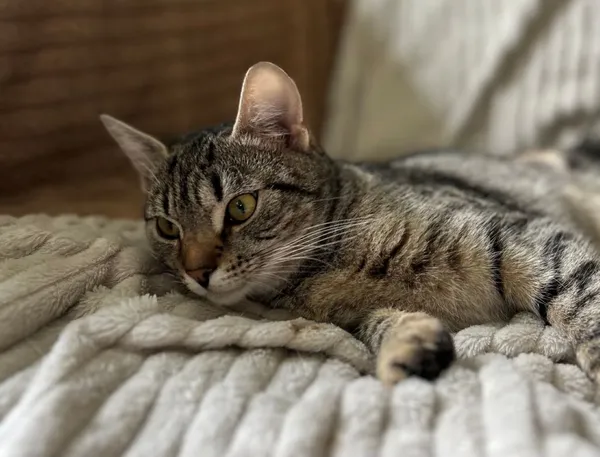 Kot do adopcji, Głowno, 27 maja 2025 (3/4)