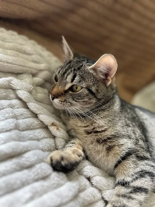 Kot do adopcji, Głowno, 27 maja 2025 (4/4)