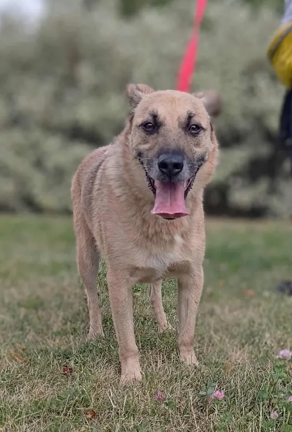 Znaleziono psa, Lublin, 23 lipca 2025