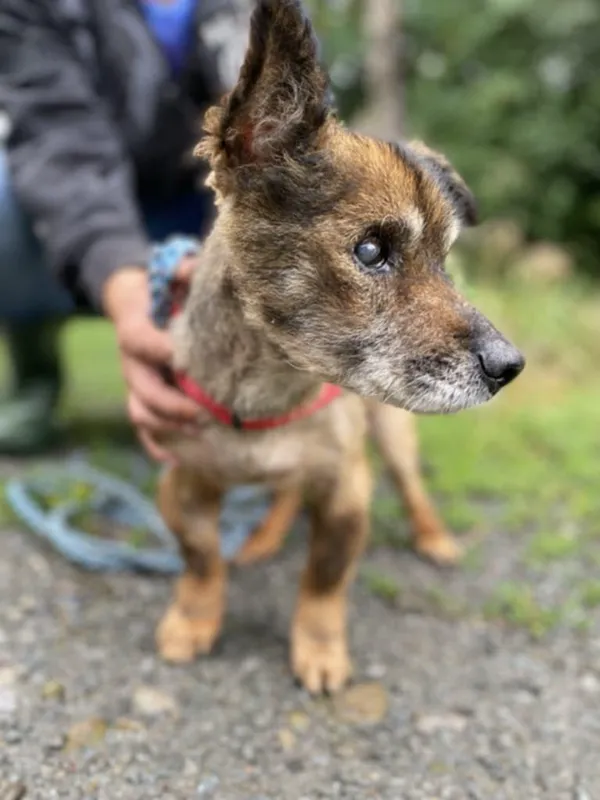 Pies do adopcji, Żywiec, 23 lipca 2025 (5/5)