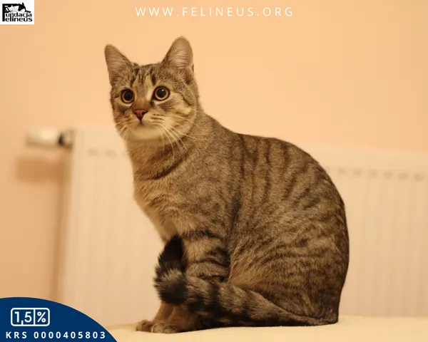 Kot do adopcji, Malawa, 25 lipca 2025 (2/6)