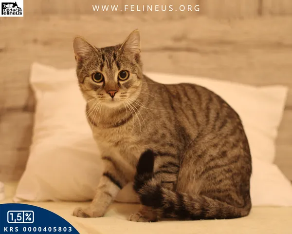 Kot do adopcji, Malawa, 25 lipca 2025 (4/6)